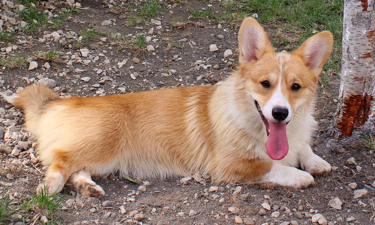 Rusland Elit Shakira | Pembroke Welsh Corgi 