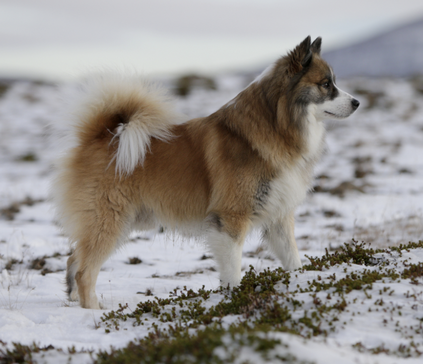 Laufeyjar Úlfgrímur | Icelandic Sheepdog 