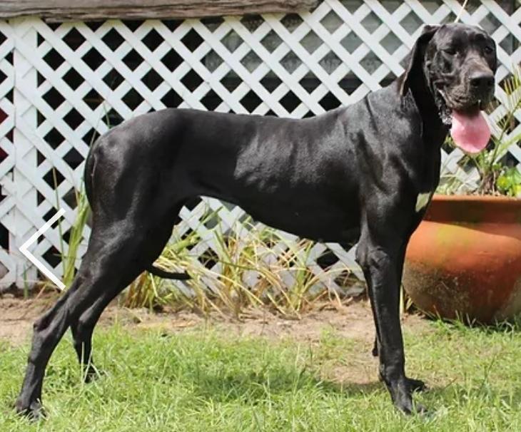 Starlight's Wildfire's Aftermath Of M&amp;M | Great Dane 