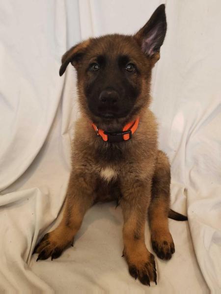 Bewachen de Casa Cubano | German Shepherd Dog 