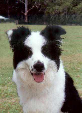 Yarrancoly Inya Dreams | Border Collie 