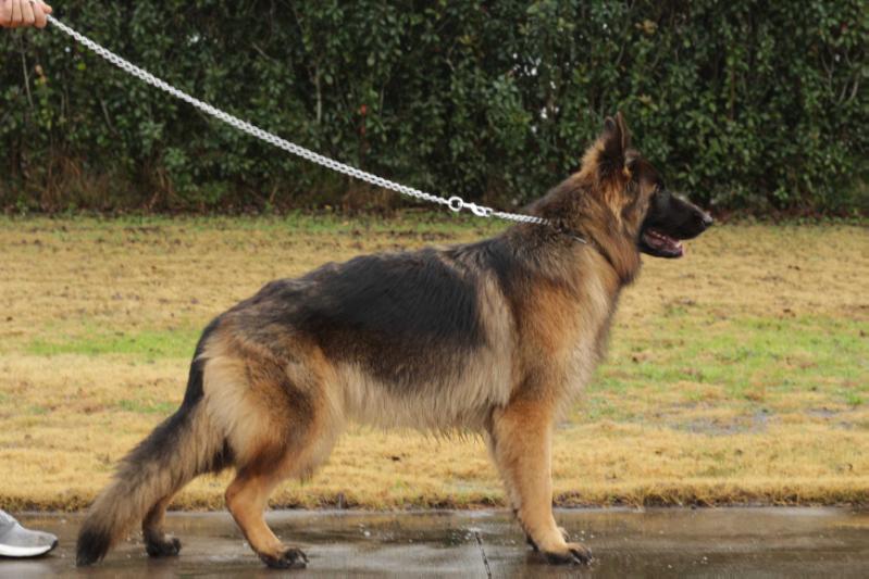 Luna Vom Haus G | German Shepherd Dog 