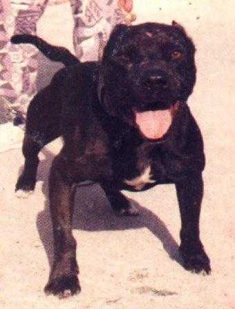 Piranha´s Arnold | American Pit Bull Terrier 