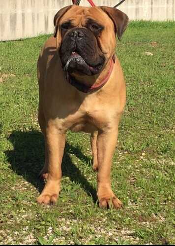 FERDHU MAYAN LADY | Bullmastiff 