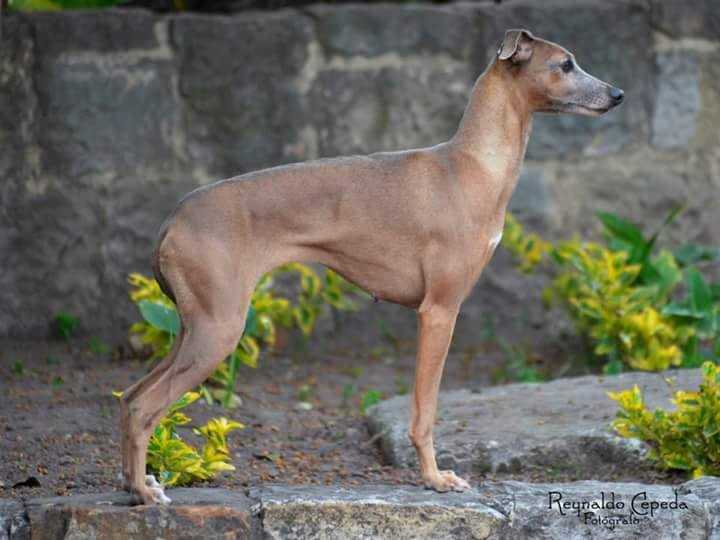 De La Casa Borromeo's Cleopatra Gloria de la Patria | Italian Greyhound 