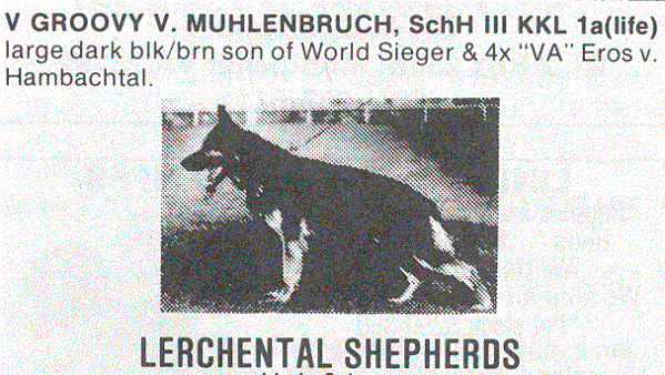 Groovy vom Mühlenbruch | German Shepherd Dog 