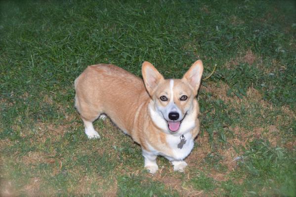 Stilrein Miss Mona Stangley | Pembroke Welsh Corgi 