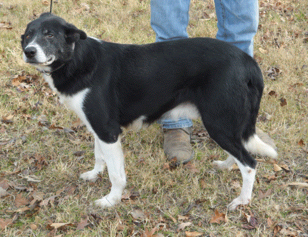 King's JD ABC 191379 | Border Collie 