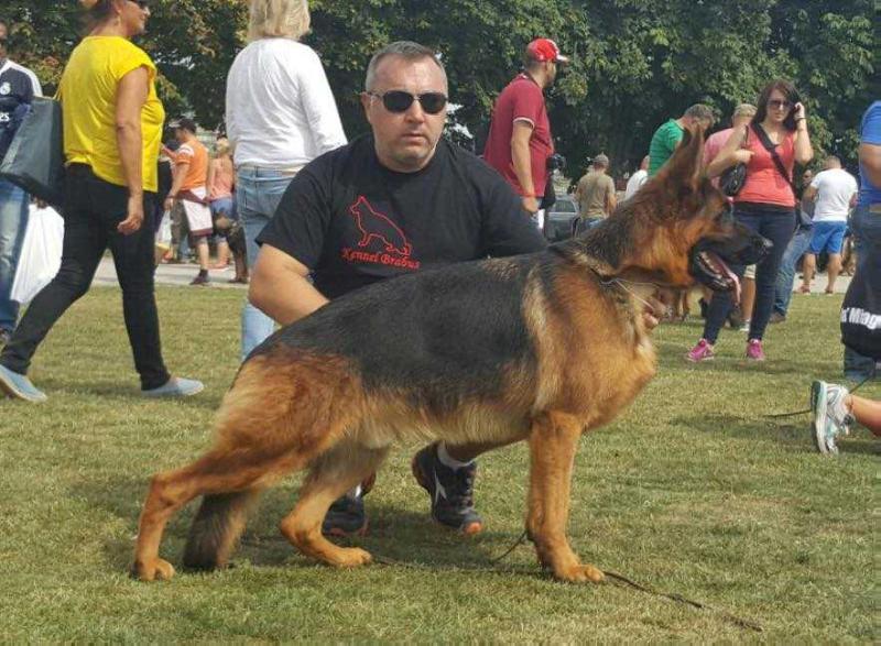 Corrado de la Madonina | German Shepherd Dog 