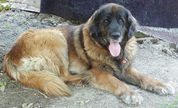 Fatima Lesni lom | Leonberger 