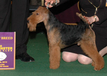 Sharireab's Celyn I Kid You Not | Welsh Terrier 