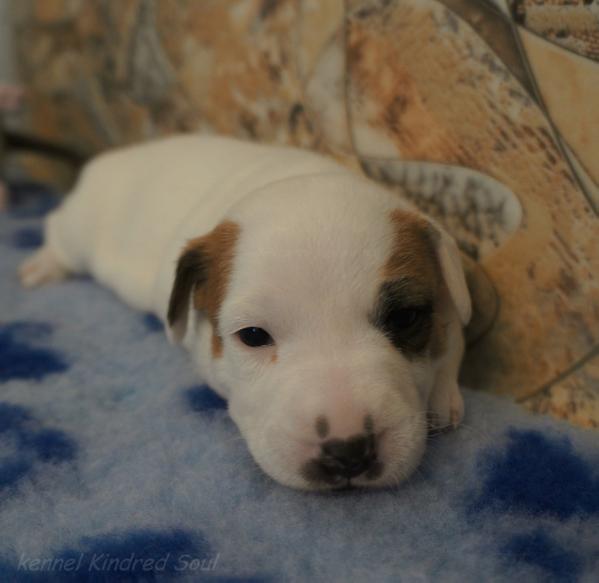 Kindred Soul Jillion-In-One | Jack Russell Terrier 