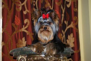 DIAMOND ROCKER DE LA PAM'POMMERAIE | Yorkshire Terrier 