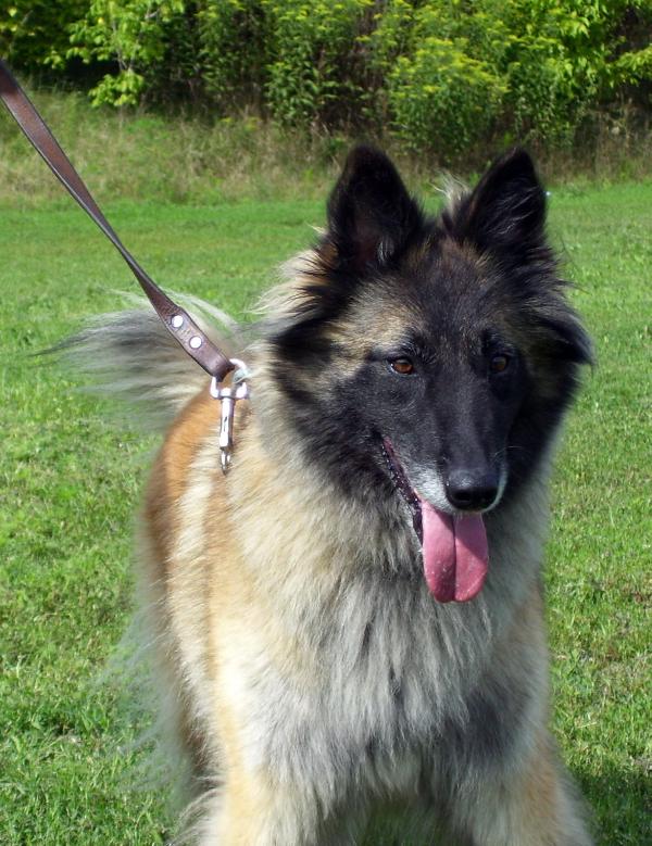 Hurkatöltési Mysore | Belgian Tervuren 