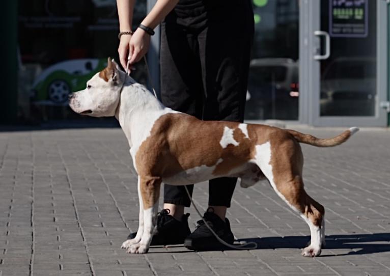 TERR'AM STAFF KRONOS | American Staffordshire Terrier 