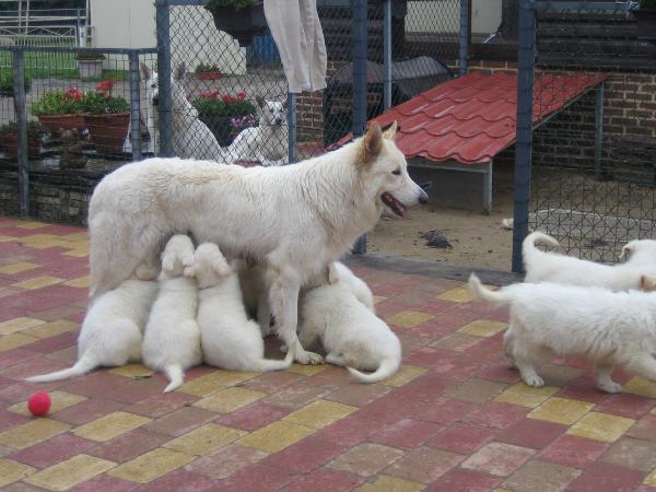 Widworthy Iced Gem of Erijane | White Swiss Shepherd Dog 