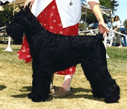 Skansen's Season's Greetings | Giant Schnauzer 