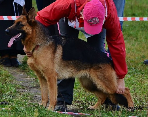 Asia del Sole Nascente | German Shepherd Dog 