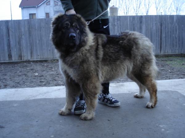 Sezy De Valeni | Caucasian Mountain Dog 