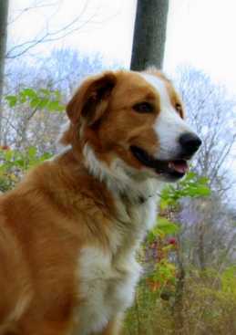 Afton's Prairie Rose Leah | English Shepherd 