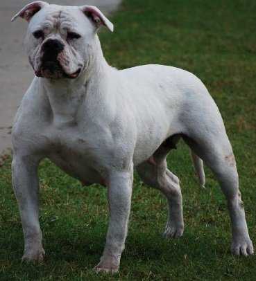 Peach of Dailey PH .54 .50 | Olde English Bulldogge 