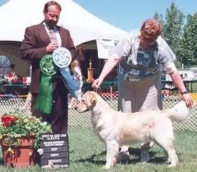 Verdoro's Pace Arrow | Golden Retriever 