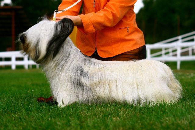 Chic Kiaora | Skye Terrier 