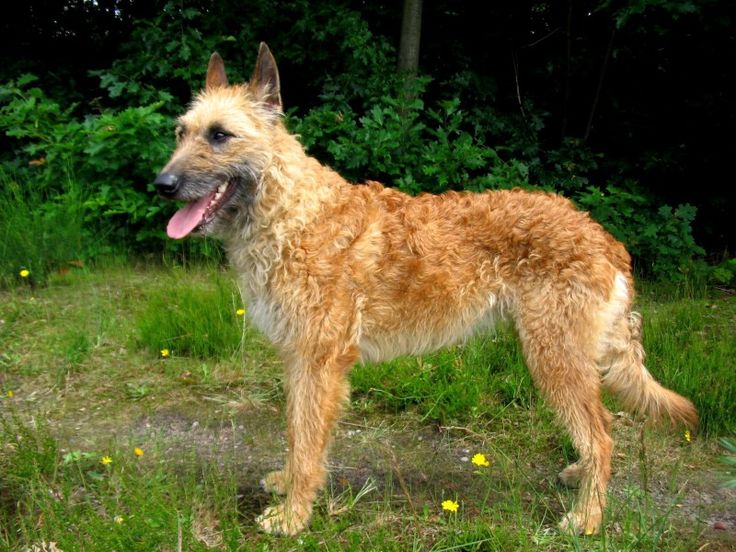 Belgian Laekenois