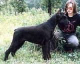 Grinsbora Grig | Giant Schnauzer 