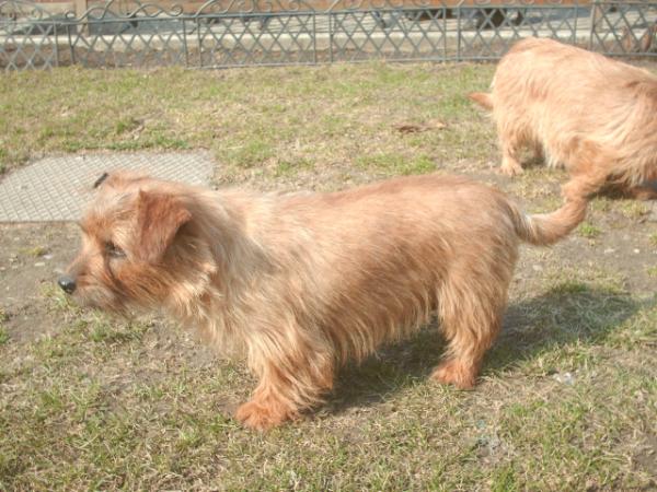 Becky of Meggy Moravský Šternberk | Norfolk Terrier 