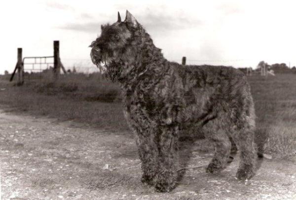 Byou Kimble v.h. Molengat | Bouvier des Flandres 