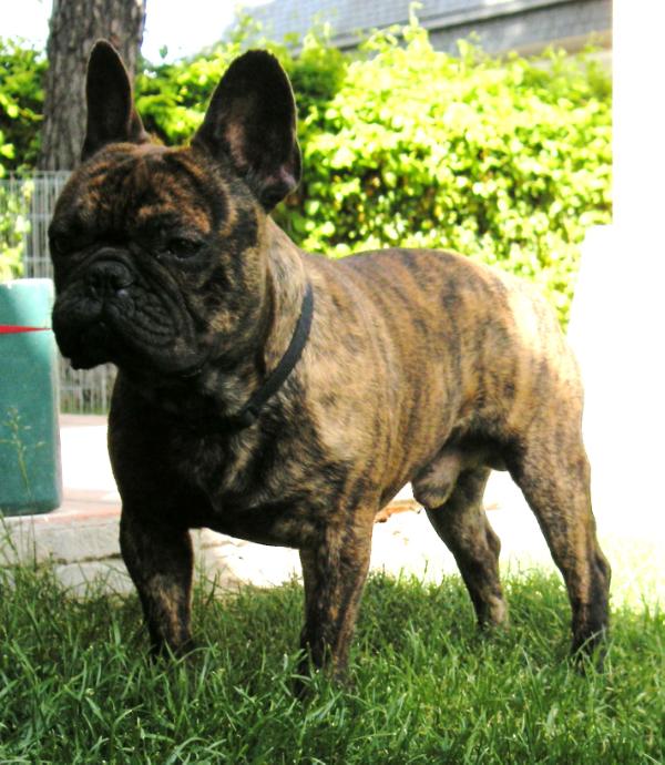 Elfo de Bullart | French Bulldog 