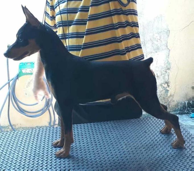 CIOPS Hill's Sthefane | Miniature Pinscher 