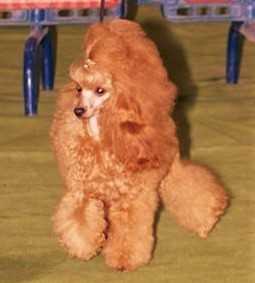 Mooy Dance de Maloa | Poodle 