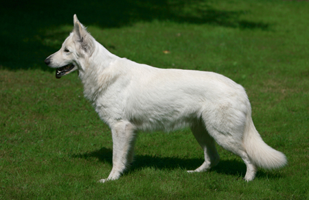 Taiga of White Friends | White Swiss Shepherd Dog 