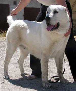 CHARASH BAYAZ BURI | Central Asian Shepherd Dog 