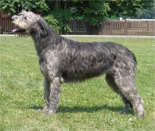 Crazy Casey Roan Inish | Irish Wolfhound 