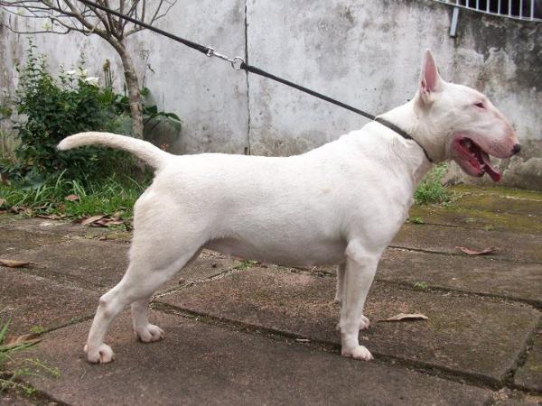 Raedi andrione bulls | Bull Terrier 