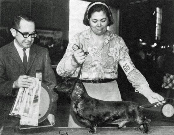 Karlstadts Mahareshi | Dachshund 