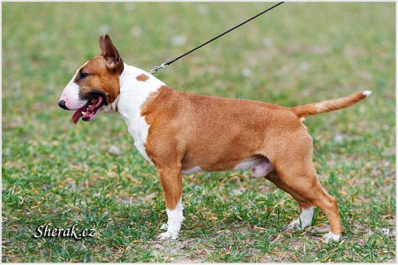 Justeph Rock and Roller | Miniature Bull Terrier 