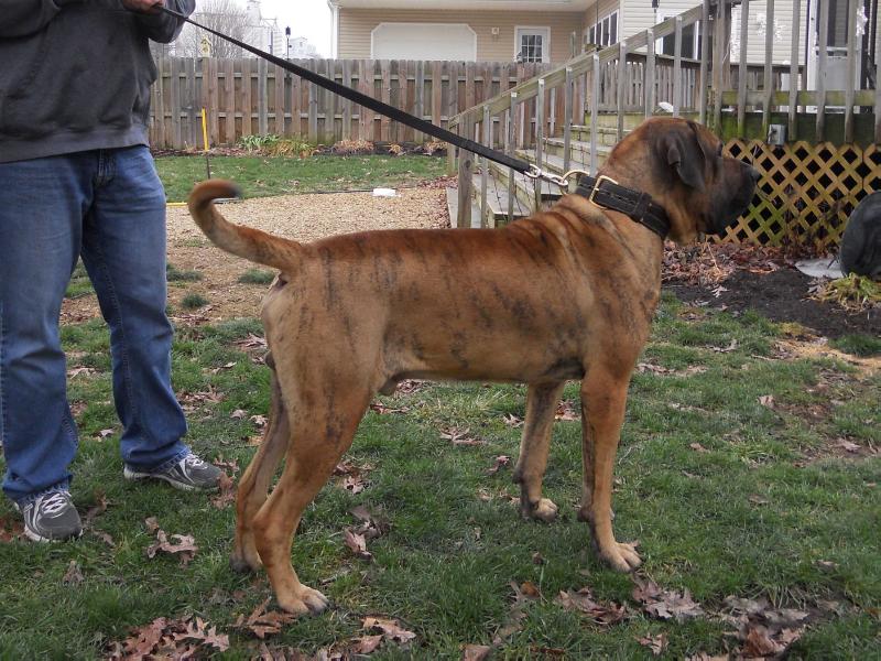 TOUGH SIDE DO ESHABETA II | Fila Brasileiro 