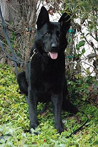 Noro z Jasenskej doliny | German Shepherd Dog 
