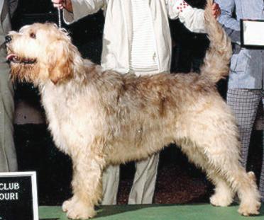 Andel Milk Bank | Otterhound 