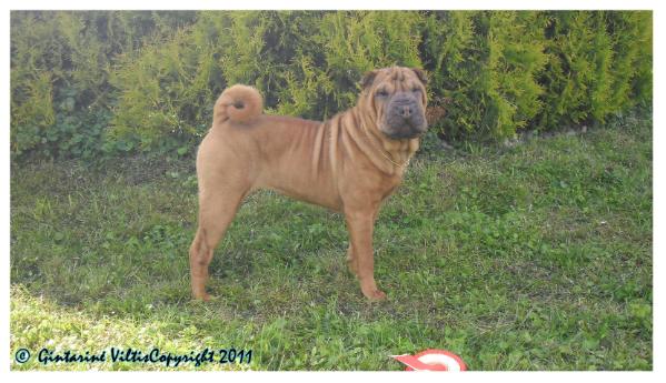 Aureja Gintarine Viltis | Shar-Pei 