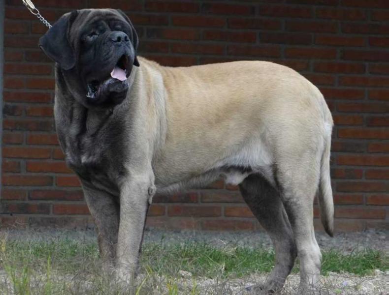 ROYAL BLOOD CLARKY | Mastiff 