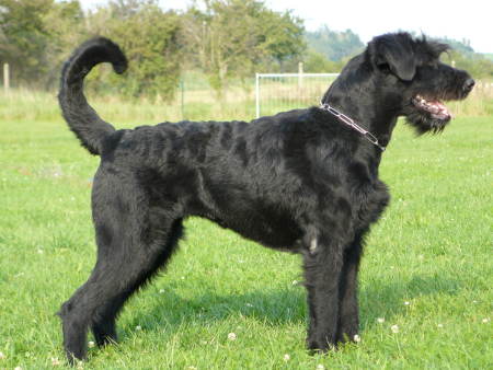 Nicola vom Nordexpress | Giant Schnauzer 