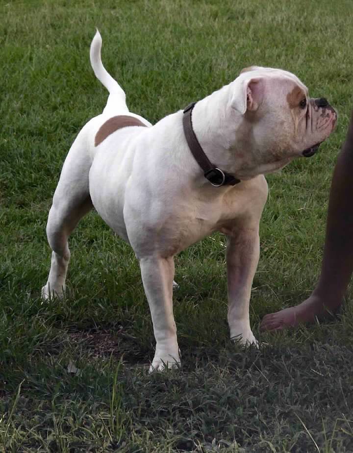 Red Stick’s Bash Slye | American Bulldog 