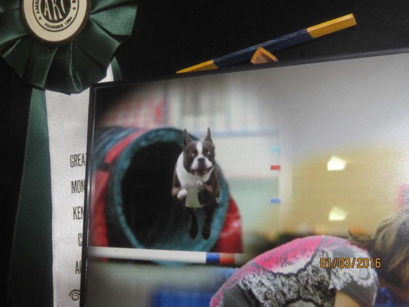 Whynot's My Cherry Pie | Boston Terrier 