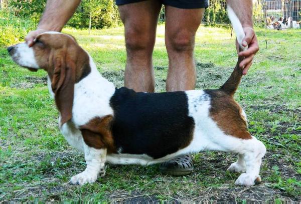 QUANTAS-NAPOCA HONEYBEE | Basset Hound 