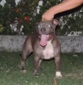 FBI CLAUDINE | American Pit Bull Terrier 